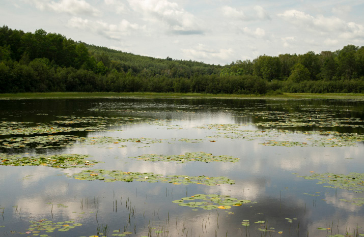 Shoreline within the Mississippi Headwaters Habitat Corridor.